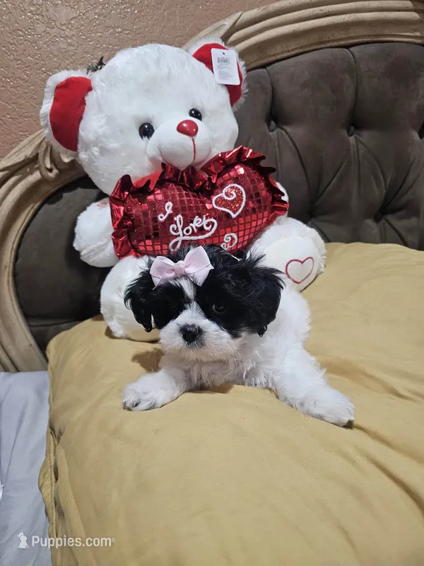 Matilda, a female Shih Tzu for sale in Downey, CA – 1 of 1