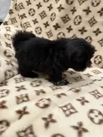 Bluey, a male Shih Tzu for sale in Downey, CA – 3 of 3