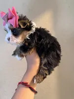 Channel , a female Yorkshire Terrier for sale in Downey, CA – 4 of 4