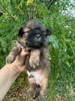 Charlie , a male Shih Tzu for sale in Downey, CA – 3 of 4