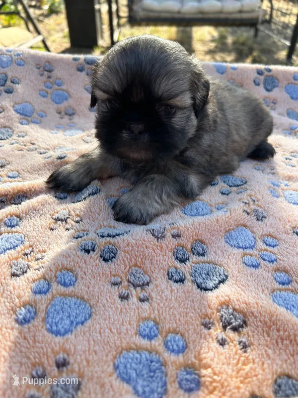 Woody – Shih Tzu puppy for sale in Downey, CA