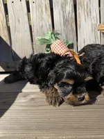 Panther, a male Yorkshire Terrier for sale in Downey, CA – Photo 2 of 2