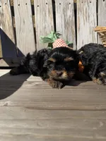 Panther, a male Yorkshire Terrier for sale in Downey, CA – Photo 1 of 2