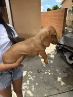 Canela , a female Dachshund for sale in Downey, CA – Photo 2 of 2