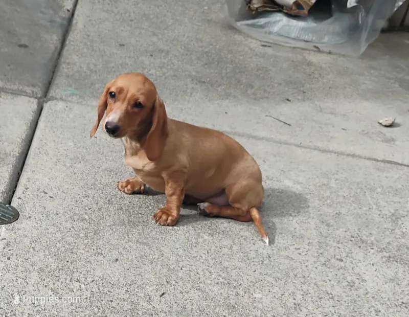 Canela  – Dachshund puppy for sale in Downey, CA