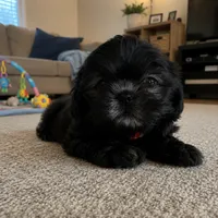 Bella , a female Shih Tzu for sale in Downey, CA – 3 of 3