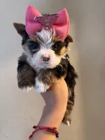 Channel , a female Yorkshire Terrier for sale in Downey, CA – 2 of 4