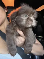 Mateo , a male Shih Tzu for sale in Downey, CA – 3 of 3