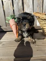 Bear , a male Yorkshire Terrier for sale in Downey, CA – Photo 1 of 2