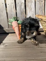 Bear , a male Yorkshire Terrier for sale in Downey, CA – Photo 2 of 2