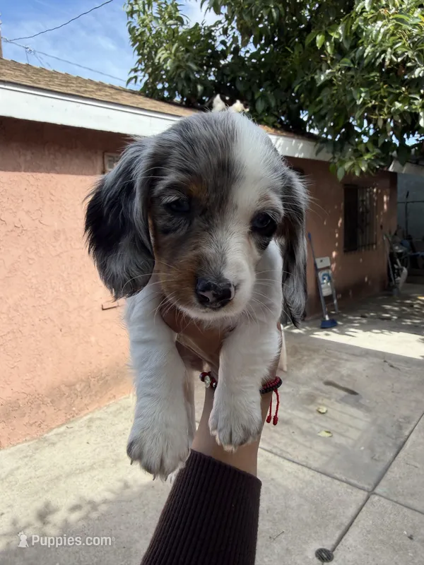 Nala – Dachshund puppy for sale in Downey, CA