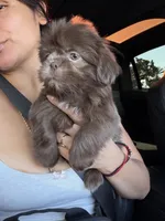 Nala, a female Shih Tzu for sale in Downey, CA – 2 of 3