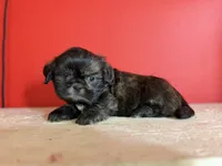 Osito, a male Shih Tzu for sale in Downey, CA – 2 of 4