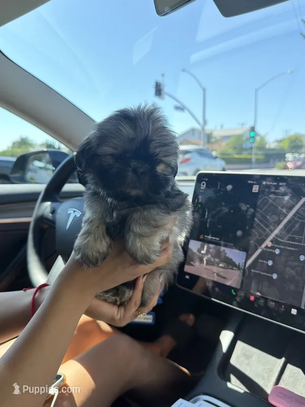 Mufasa  – Shih Tzu puppy for sale in Downey, CA