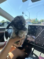 Mufasa , a male Shih Tzu for sale in Downey, CA – 1 of 1