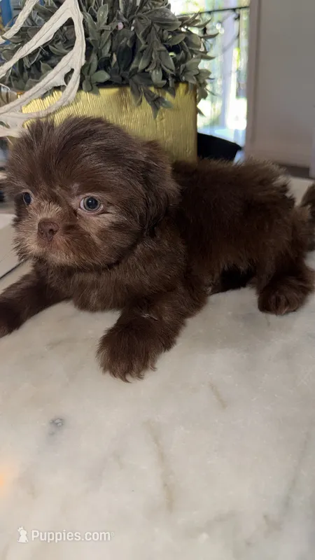 Chewy  – Shih Tzu puppy for sale in Downey, CA