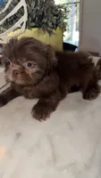 Chewy , a male Shih Tzu for sale in Downey, CA – 1 of 1