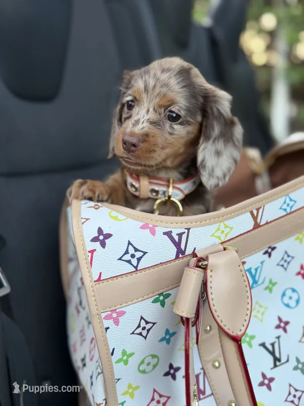 Bella  – Dachshund puppy for sale in Downey, CA