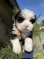 Teddy jr , a male Yorkshire Terrier for sale in Downey, CA – Photo 3 of 3