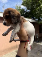 Bella, a female Dachshund for sale in Downey, CA – Photo 2 of 3