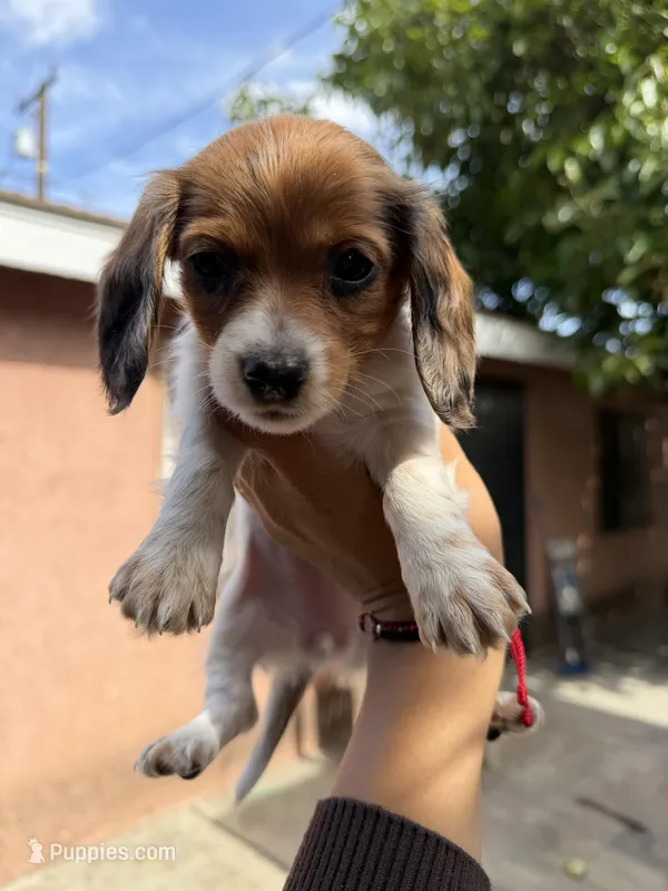 Bella – Dachshund puppy for sale in Downey, CA