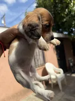 Bella, a female Dachshund for sale in Downey, CA – Photo 3 of 3