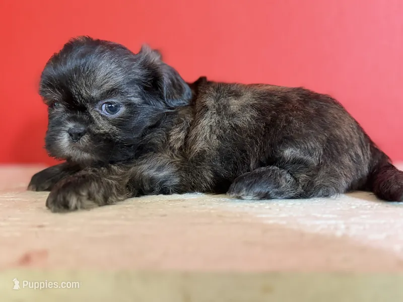 Osito – Shih Tzu puppy for sale in Downey, CA