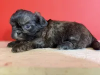 Osito, a male Shih Tzu for sale in Downey, CA – 1 of 4