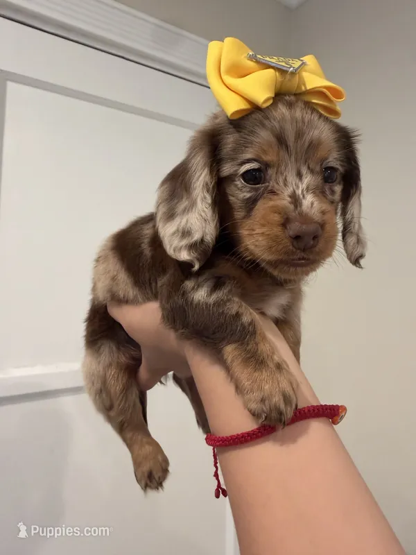 Bella  – Dachshund puppy for sale in Downey, CA