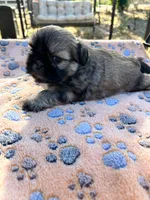 Woody, a male Shih Tzu for sale in Downey, CA – 2 of 4