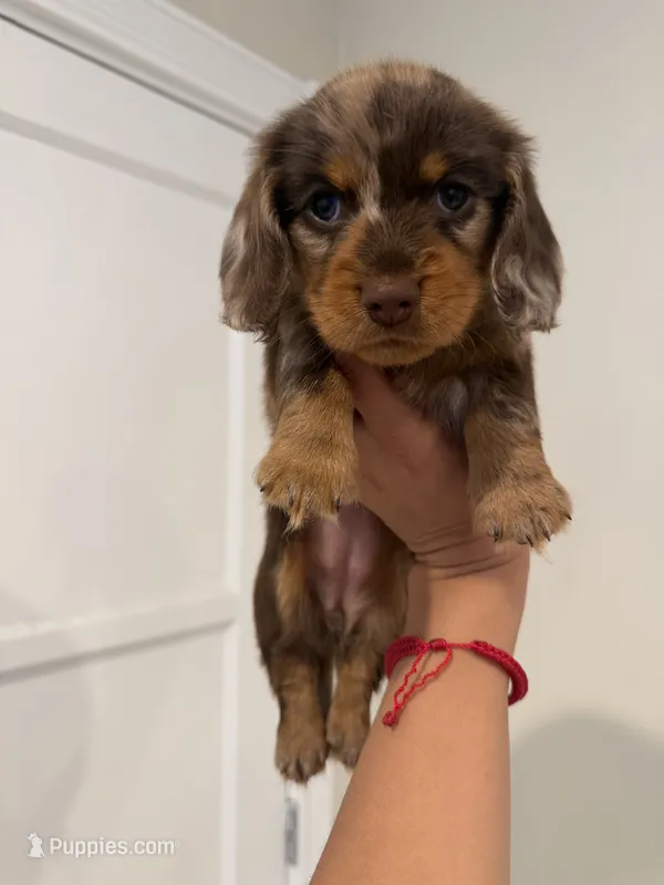 Nala – Dachshund puppy for sale in Downey, CA
