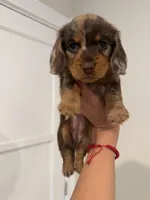 Nala, a female Dachshund for sale in Downey, CA – 1 of 2