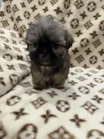 Bruno, a male Shih Tzu for sale in Downey, CA – 4 of 4