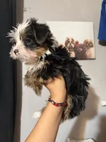 Dior, a female Yorkshire Terrier for sale in Downey, CA – 3 of 3