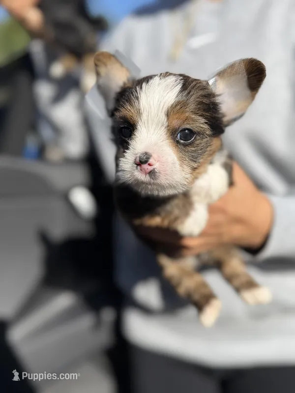 Charlie  – Yorkshire Terrier puppy for sale in Downey, CA