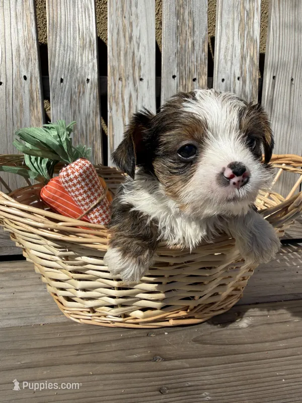 Charlie , a male Yorkshire Terrier for sale in Downey, CA – Photo 1 of 1