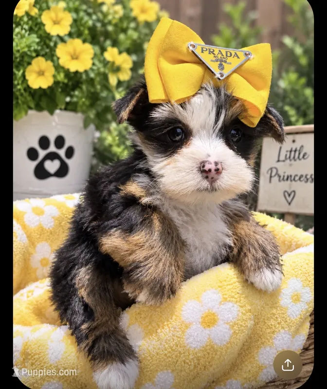 Cookie  – Yorkshire Terrier puppy for sale in Downey, CA