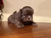 Chewbacca , a female Shih Tzu for sale in Downey, CA – 3 of 3