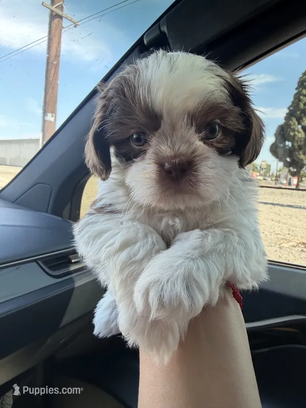 Biscuit – Shih Tzu puppy for sale in Downey, CA