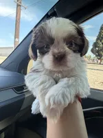 Biscuit, a male Shih Tzu for sale in Downey, CA – 1 of 2