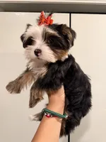 Snoh , a female Yorkshire Terrier for sale in Downey, CA – 2 of 2