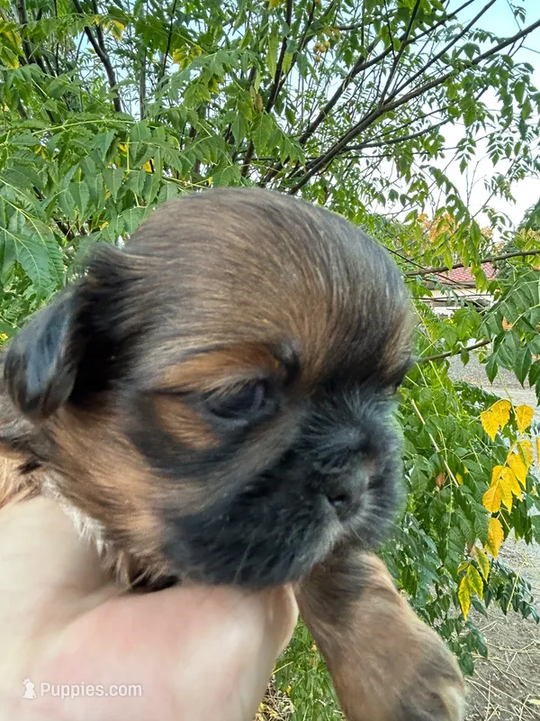 Charlie , a male Shih Tzu for sale in Downey, CA – 1 of 4