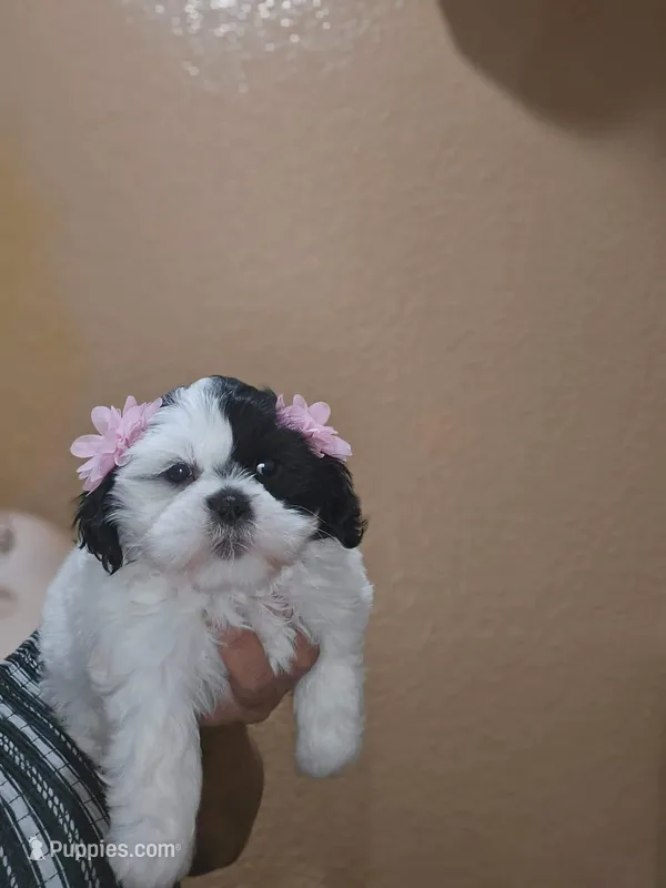Bella – Shih Tzu puppy for sale in Downey, CA