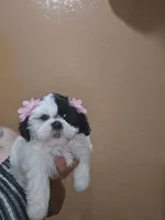 Bella, a female Shih Tzu for sale in Downey, CA – 1 of 1