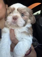 Daisy, a female Shih Tzu for sale in Downey, CA – 3 of 3