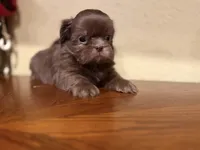Chewbacca , a female Shih Tzu for sale in Downey, CA – 2 of 3