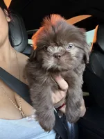 Mateo , a male Shih Tzu for sale in Downey, CA – 2 of 3