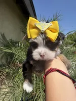 Cookie , a female Yorkshire Terrier for sale in Downey, CA – 3 of 3