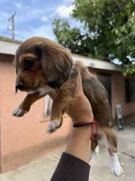 Lady, a female Dachshund for sale in Downey, CA – Photo 3 of 3