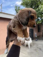 Lady, a female Dachshund for sale in Downey, CA – Photo 2 of 3